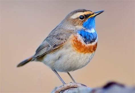 Bluethroat Nightingale All About This Wonderful Bird My Animals