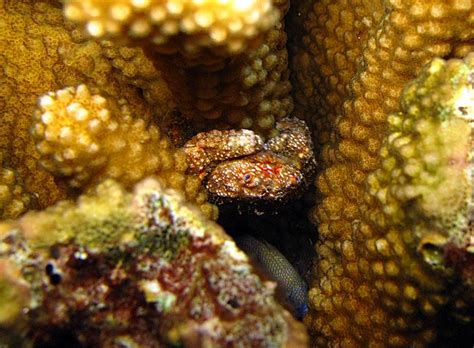 ปลาลิ้นหมาถือว่าเป็นปลาประจำถิ่นของ จ.ชัยนาท เพราะพบมากที่สุดในแม่น้ำเจ้าพระยา บริเวณหน้าเขื่อนเจ้าพระยา และหน้าบานระบายน้ำของประตู. Bloggang.com : *Cookies* : Flying gurnard