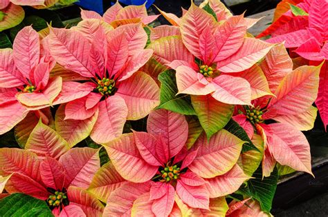 Pink Poinsettia Holiday Flowers High Quality Holiday Stock Photos