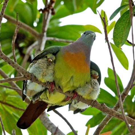 Amazing Picture Of A Bird Covering Its Young Under Her Loving Wings