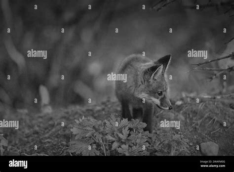 Portrait Of A Young Red Fox In Black And White Stock Photo Alamy