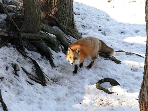 Prowling Red Fox Photograph By Bob Corson Fine Art America