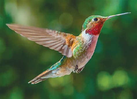 Most Beautiful Colorful Hummingbird My Xxx Hot Girl