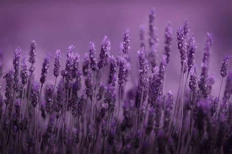 Lavender Computer Wallpapers Top Free Lavender Computer Backgrounds