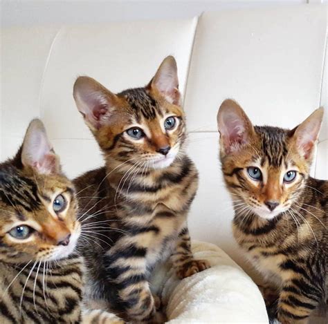 Toyger For Sale Price Daina Her