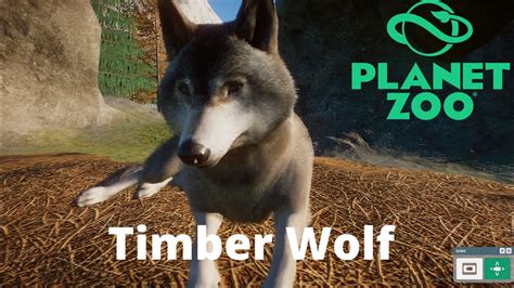 Planet Zoo Timber Wolves Habitat Enrichments Feeding Needs