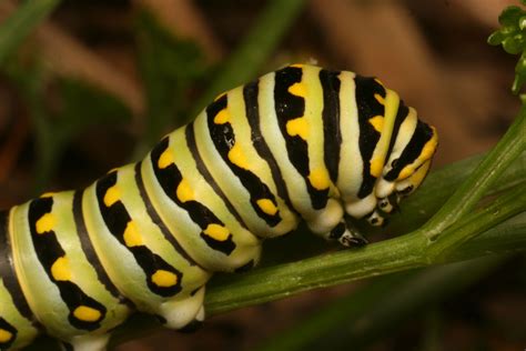 Light green live caterpillar with black side dark spots eats cauliflower cabbages. Types Of Butterfly Caterpillars. A Visual Guide to ...