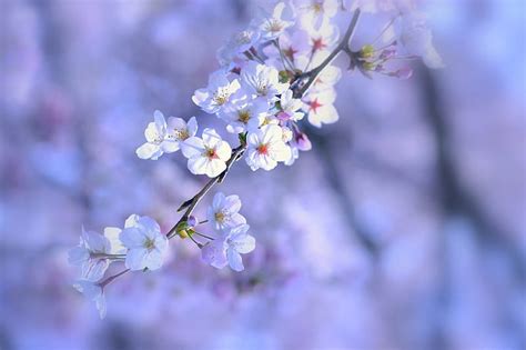 Discover 78 Blue Cherry Blossom Wallpaper Latest Vn