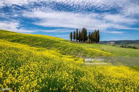 Tuscany Rural Landscape Countryside Farm Cypresses Trees Green