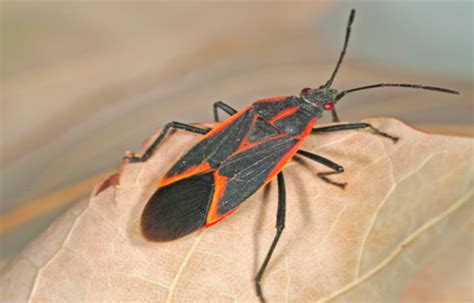 How Long Do Boxelder Bugs Live Bigbear Pest Control