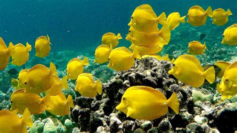 Yellow Tang Fish Hawaii The Big Island Snorkeling Kealakekua Bay In