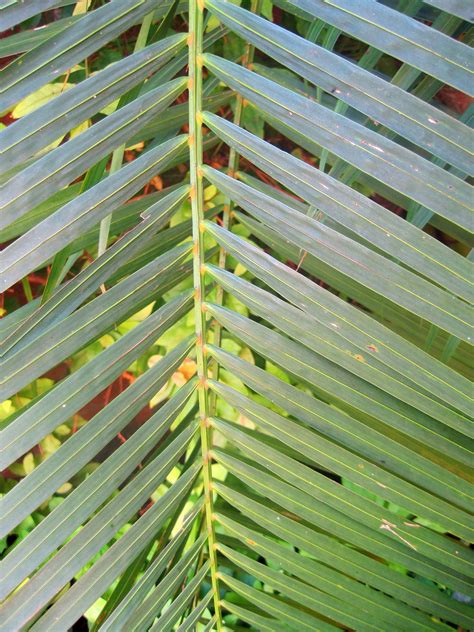 Green Palm Leaf Free Stock Photo Public Domain Pictures