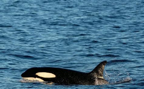 Fascinating Orca Facts Dive Into The World Of Killer Whales
