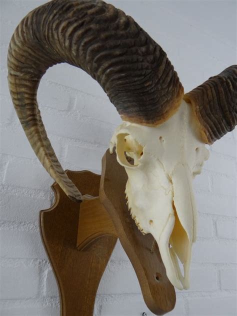 Mouflon Ram Skull On Fine Quality 3 D Wall Plaque Ovis Catawiki