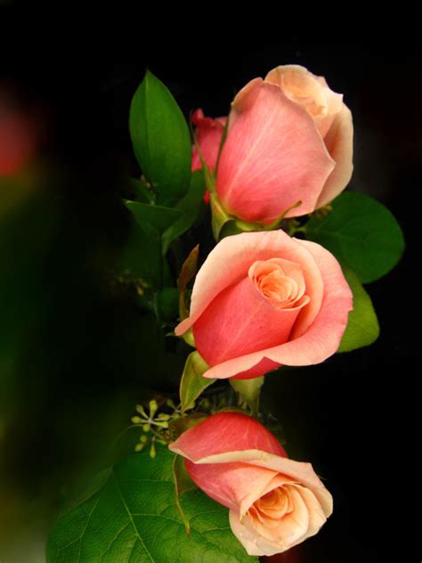 Light Red Roses Hd Picture Free Download