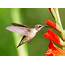 Hummingbird  Birds And Blooms