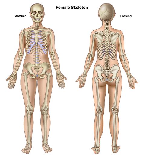 Male Vs Female Skeleton Diagram