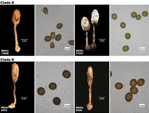 The Genus Podaxis In Arid Regions Of Mexico Preliminary Its Phylogeny