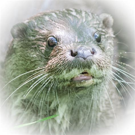 Maybe you would like to learn more about one of these? Fish-otter | At the Anholterschweiz Isselburg | Gerard ...