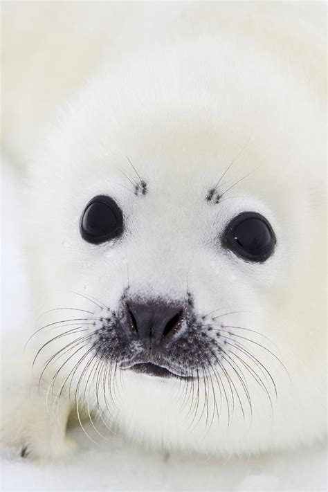 Baby White Fluffy Seal I Love This Precious Face Cute Baby Animals