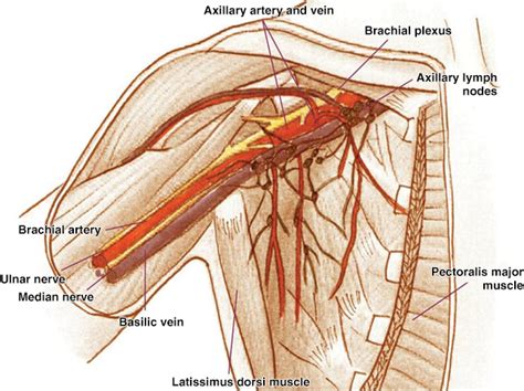 Lymph Nodes In Armpit Diagram