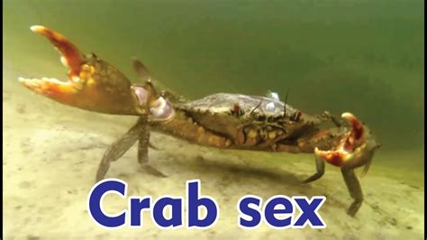 Crab Sex Amazig Crab Sex Position Crab Youtube