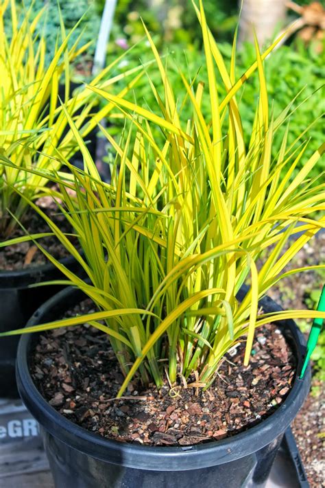Florez Nursery: Carex elata 'Bowles' Golden'