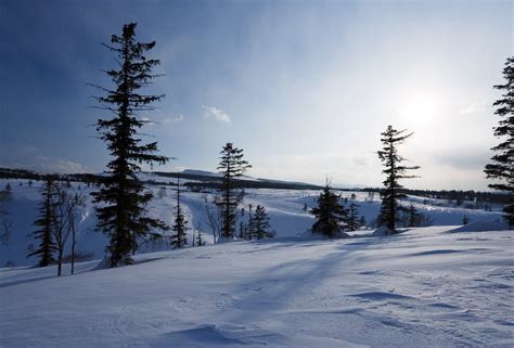 ゆんフリー写真素材集 No 3383 雪原の木々 日本 北海道