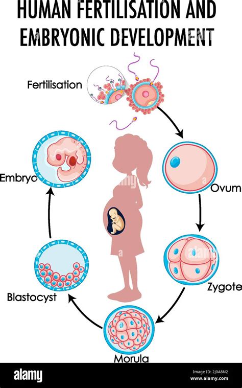 Diagram Showing Human Fertilization And Embryonic Development