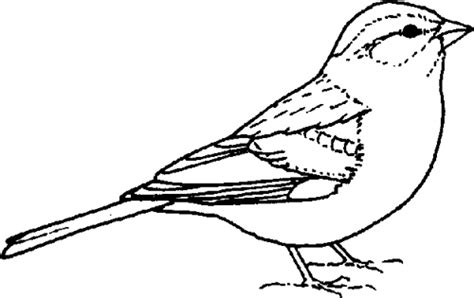 Sparrow Clipart 20 Free Cliparts Download Images On Clipground 2024