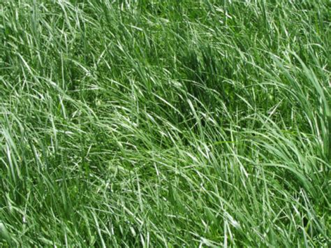 Kentucky Tall Fescue Grass Seed Raw Lbs EBay