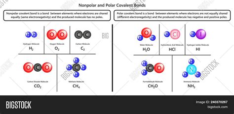 A bond where electrons are shared equally? Nonpolar Polar Image & Photo (Free Trial) | Bigstock