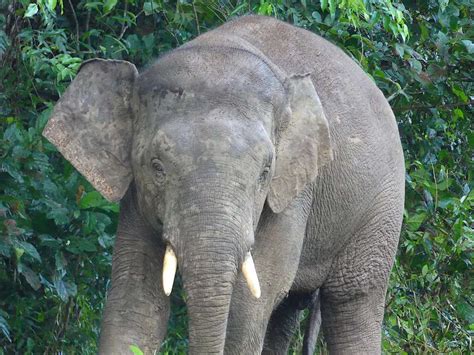 4 Best Places To See Pygmy Elephants In Borneo