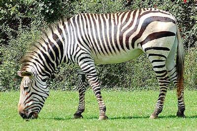 Mountain Zebra