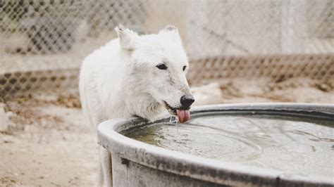 Maybe you would like to learn more about one of these? How long Can Dogs Go Without Food and Water? | Pawprides