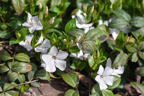 How To Grow And Care For Vinca Minor Periwinkle