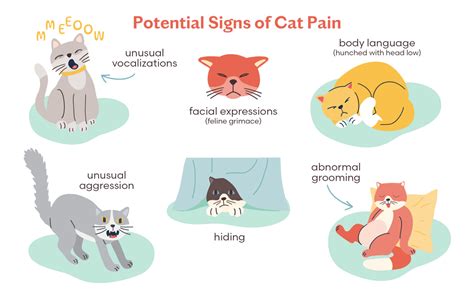 How To Tell If Your Cat Is In Pain Tuft Paw