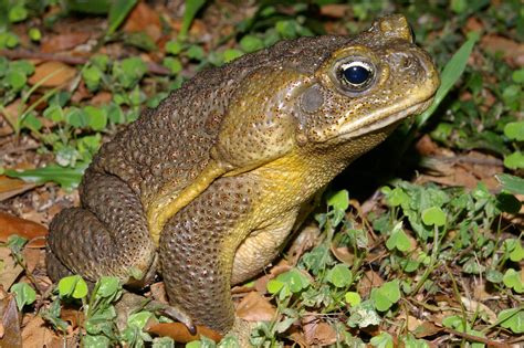 Cane Toad Bufo Marinus Large 4 6 Terrestrial True Toad Ancient