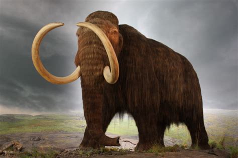 Woolly Mammoth To Be Cloned By Korean Scientists 33rd Square