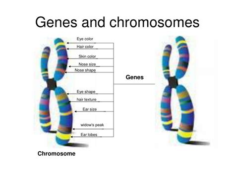 Ppt Chapter 26 Genetics Powerpoint Presentation Id6541654