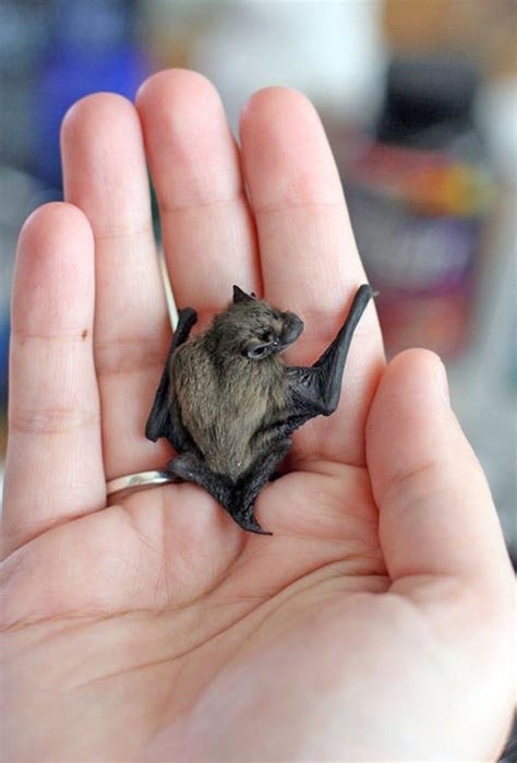 178 Best Images About Going Batty On Pinterest Baby Bats Cute Bat