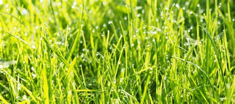 Watering the proper amount is critical—overdo it, and your grass, your water bill, and the environment will suffer. How Often To Water Lawn In Summer | ABC Blog