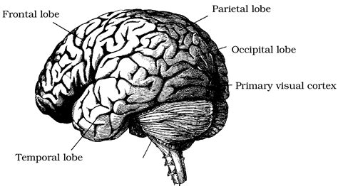 Integumentary, skeletal, muscular, nervous, endocrine, cardiovascular, lymphatic, respiratory, digestive, urinary, reproductive. Foundations of Vision » Chapter 6: The Cortical Representation