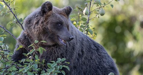 Saving Europe's Bears | Europe's New Wild | Rewilding Europe