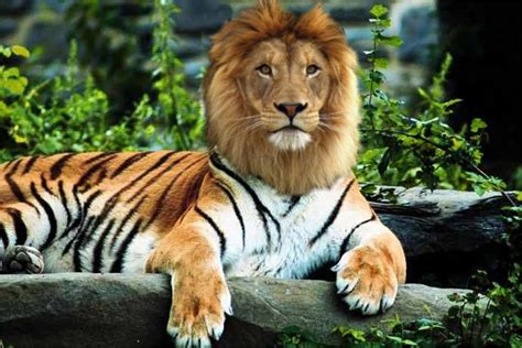 Check-In: Crazy Animals