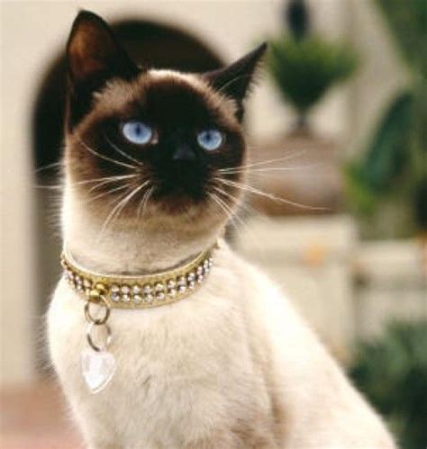 Siamese Cats Facts And Personality Siamese Cats Facts Cats Pretty Cats