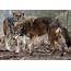 It’s A Dog’s Life Among Red Wolves In Eastern North Carolina – The 