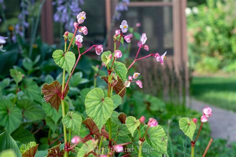 It is, instead, a hybrid of the tough and hardy (usda zone 7) b. 11 Perennial Shade Plants with Beautiful Foliage | Gardening