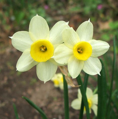 These types of blossoms are befitting your home areas from garden bed to patio. Flower Homes: Daffodils Flowers