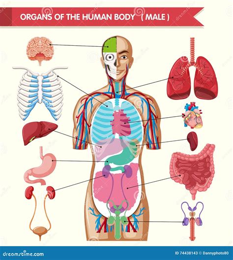 Carta Que Mostra órgãos Do Corpo Humano Ilustração Do Vetor